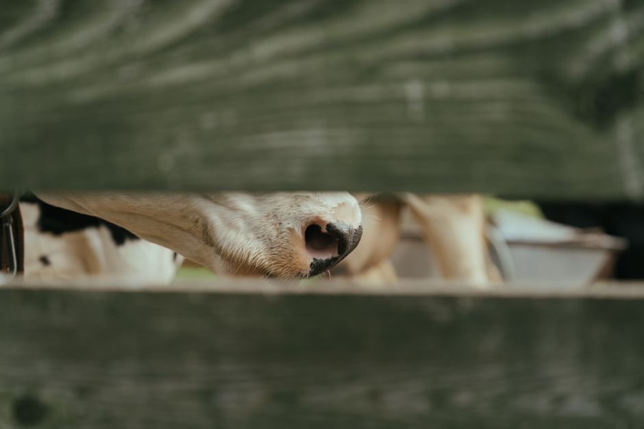 The Essential Guide to Effective Cattle Fencing: Safety, Costs, and Best Practices