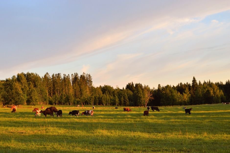 Mastering Stocking Rates: How Much Land Does Your Cattle Need? Mastering Stocking Rates: How Much Land Does Your Cattle Need?