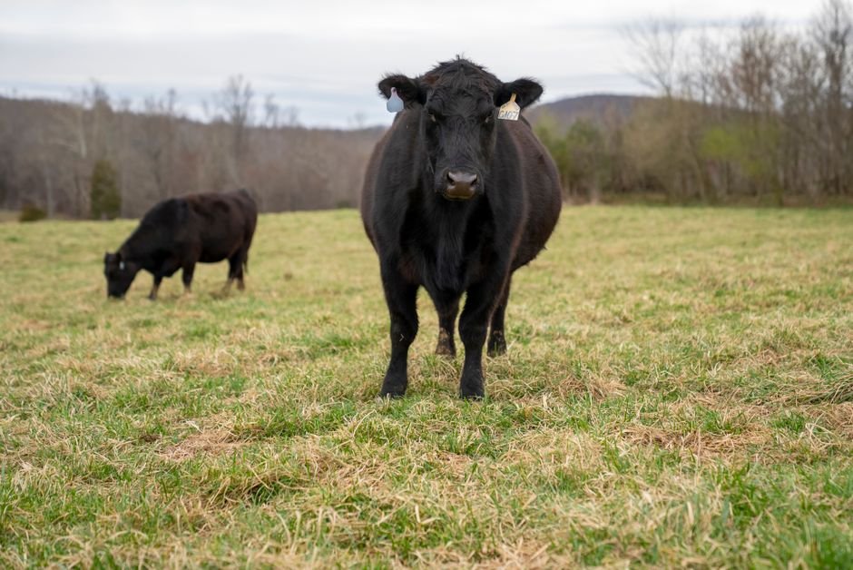 What It Takes to Start a Small Cattle Farm: Essential Costs and Considerations