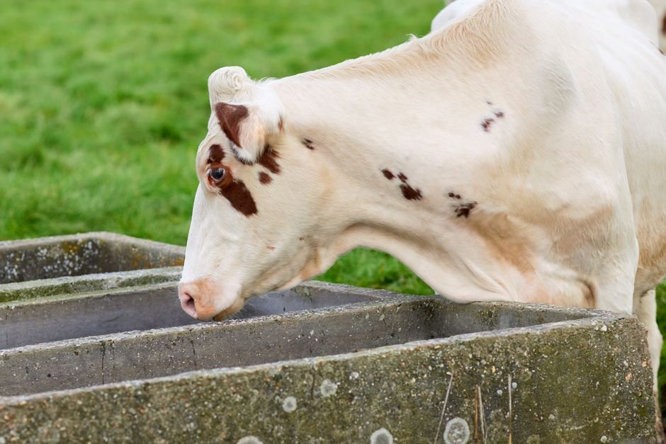 Essential Water Management for Healthy, Productive Cattle Essential Water Management for Healthy, Productive Cattle
