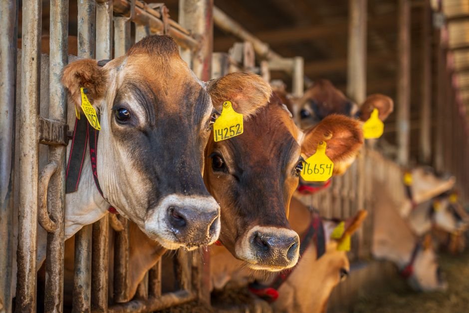 Year-Round Cattle Care: Essential Management Tips for Every Season Year-Round Cattle Care: Essential Management Tips for Every Season
