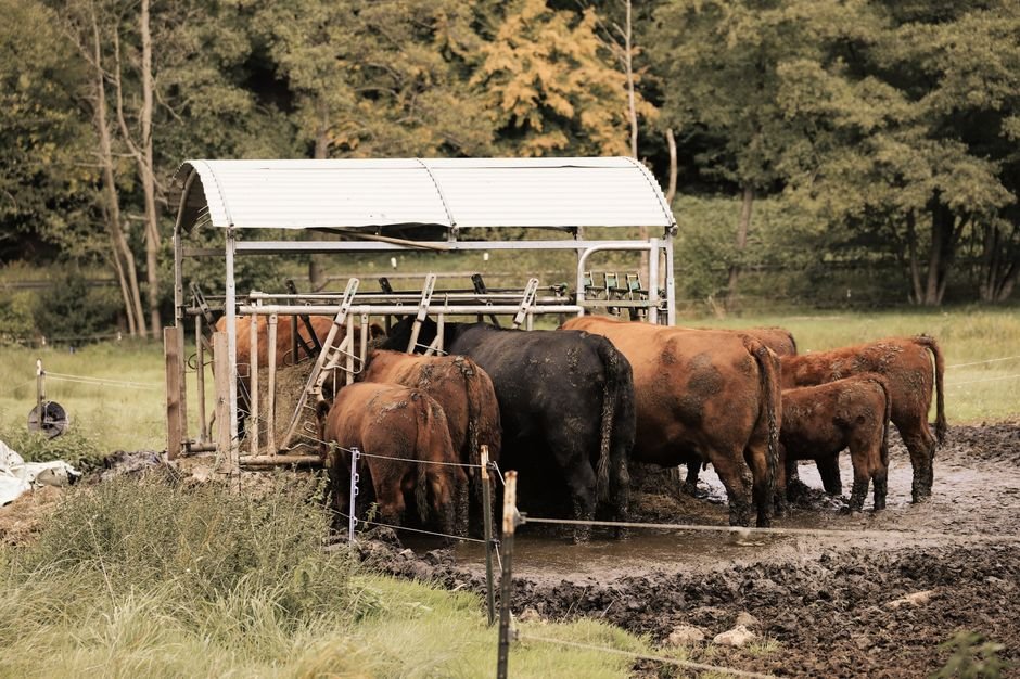 Essential Cattle Handling, Feeding, and Health Equipment for Every Herd Essential Cattle Handling, Feeding, and Health Equipment for Every Herd