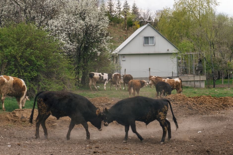 Profit-Driven vs. Homestead Cattle Raising: Choosing the Right Path