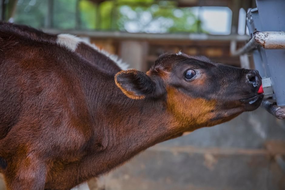 Mastering Cattle Behavior: A Guide to Health, Welfare, and Management