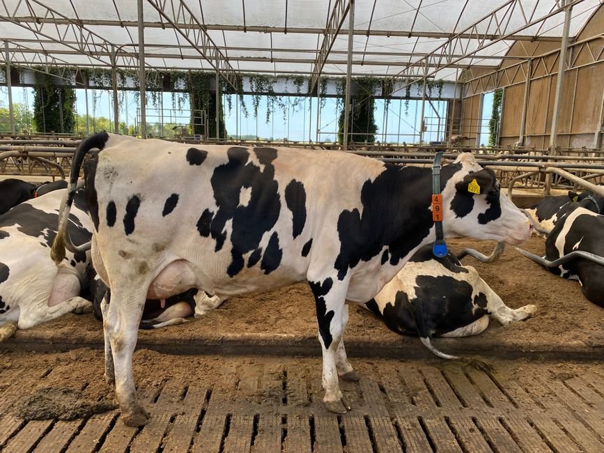 Understanding Heritability in Cattle Genetics: Why It Matters and How to Use It