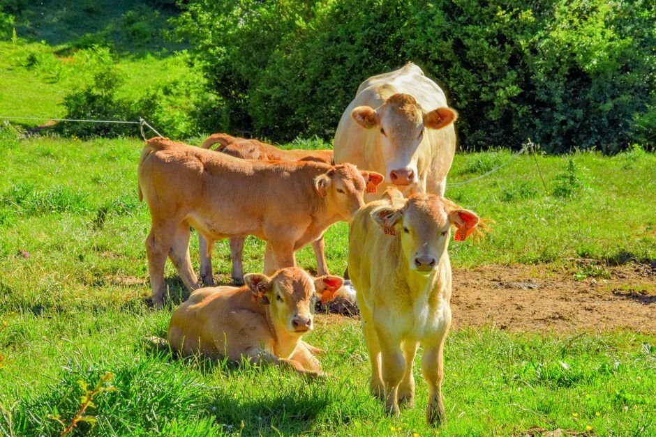 Essential Cattle Terminology: A Beginner’s Guide to Understanding and Managing Your Herd