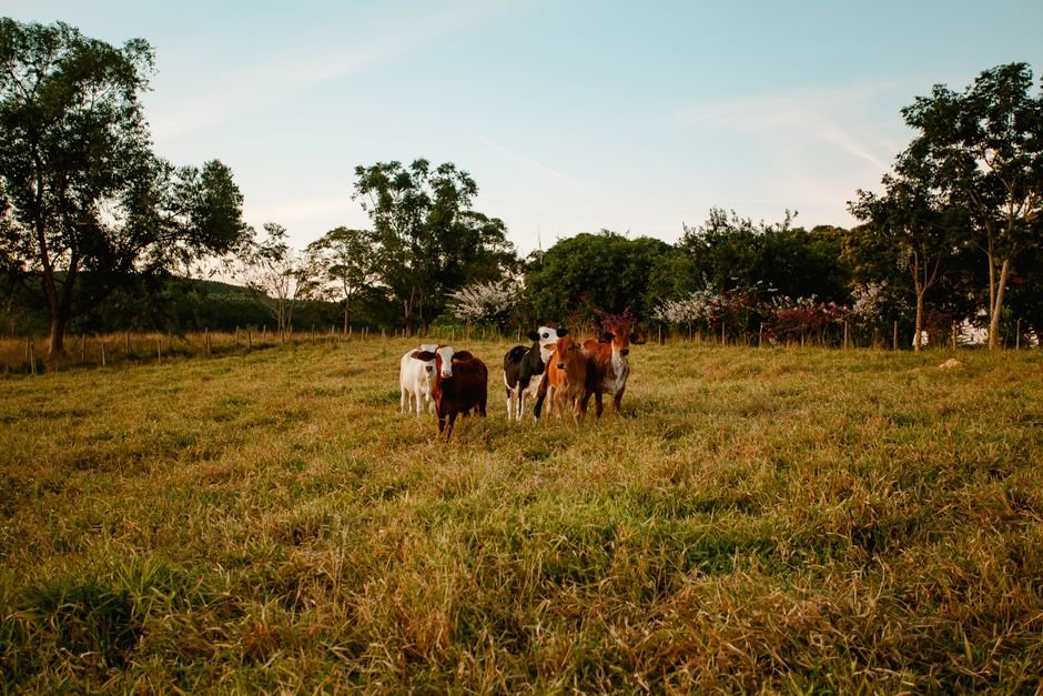 How to Choose the Right Land and Acreage for Cattle Farming