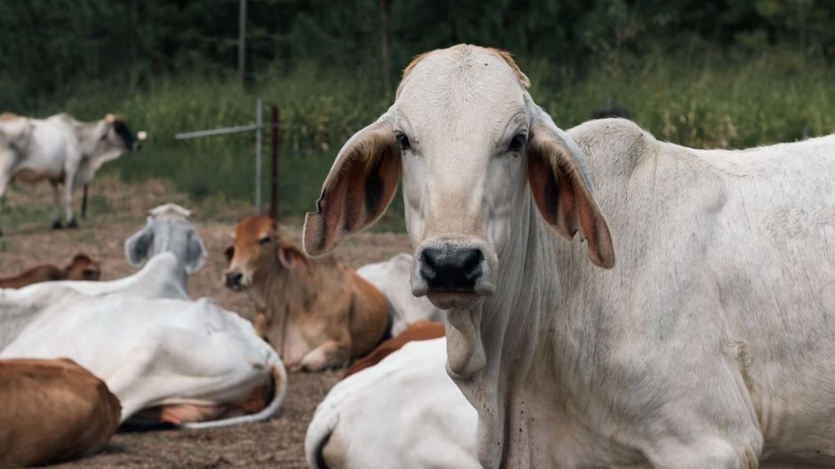 Why Accurate Record Keeping is Essential for Small Cattle Operations
