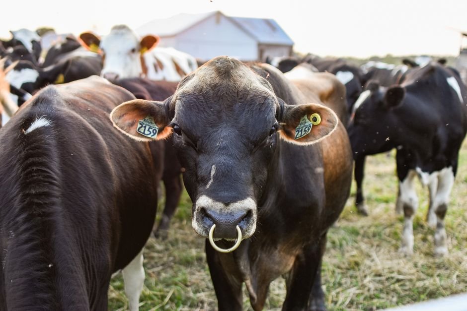 A Year of Raising Your First Cattle: From Arrival to Year-End Planning