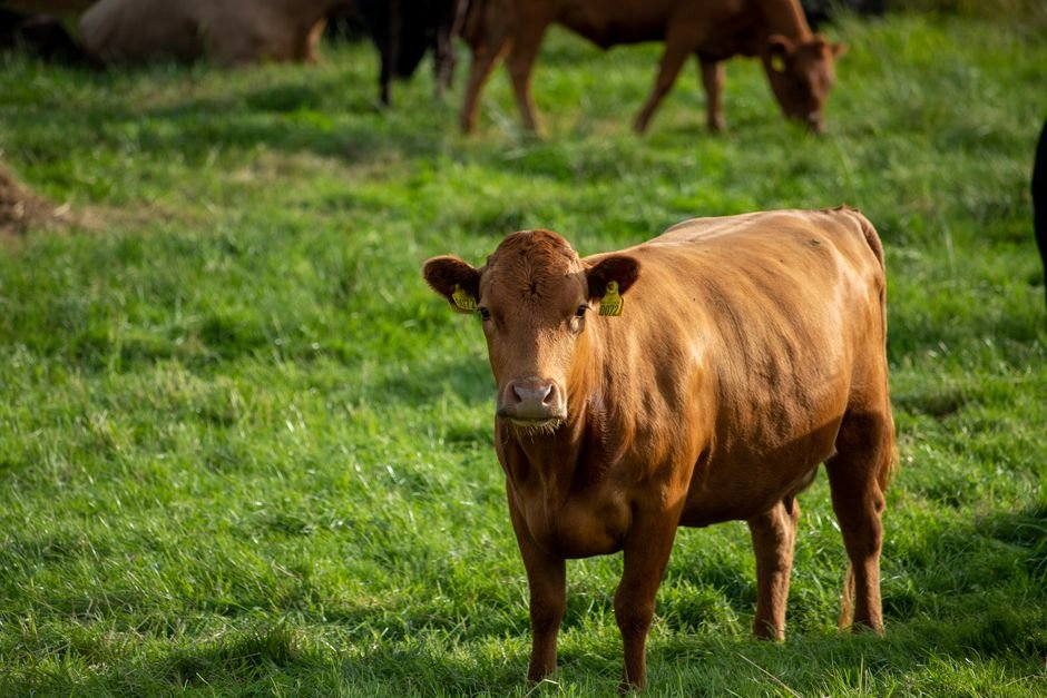 Mastering Cattle Behavior and Handling for Safer, More Efficient Farming