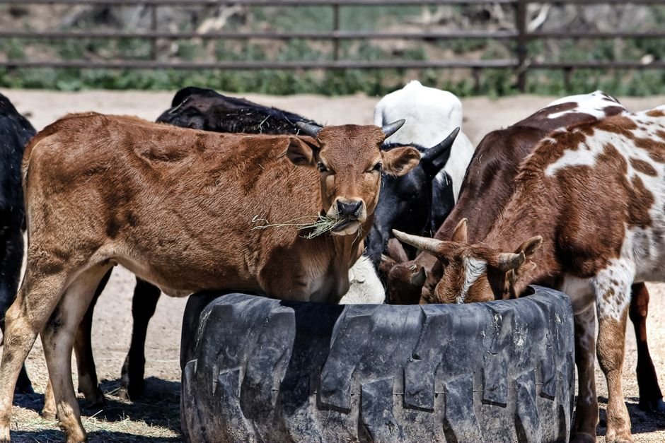 Can Cows Eat Watermelon? How to Safely Feed Cull Fruit to Your Herd