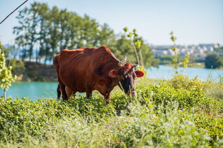How Many Cows Per Acre in Missouri? Stocking Rates for Different Pasture Types Explained