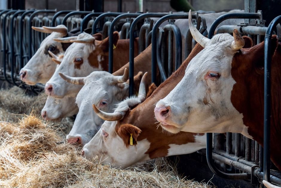 How Much Hay Does a Cow Eat Per Year? A Practical Bale Calculator Explained How Much Hay Does a Cow Eat Per Year? A Practical Bale Calculator Explained