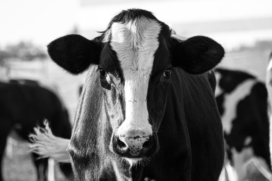 5 Reasons Why Cows Moo at Night and What It Means for Your Farm 5 Reasons Why Cows Moo at Night and What It Means for Your Farm