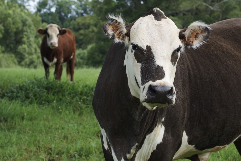26 Best Cattle Breeds for Small Acreage: 10 Top Picks for Efficient Farming 26 Best Cattle Breeds for Small Acreage: 10 Top Picks for Efficient Farming