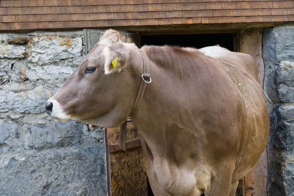 24 Best Cattle Breeds for Beginners: Calm, Hardy, and Easy to Manage 24 Best Cattle Breeds for Beginners: Calm, Hardy, and Easy to Manage