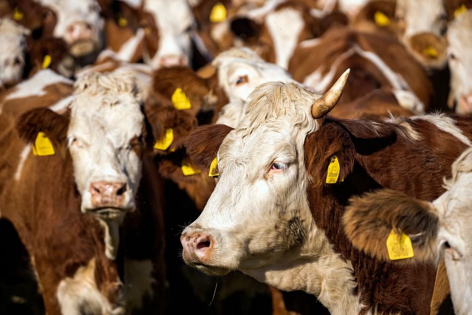 How Much Does It Cost to Raise a Cow? Breaking Down Expenses Year by Year 28. How Much Does It Cost to Raise a Cow? Breaking Down Expenses Year by Year