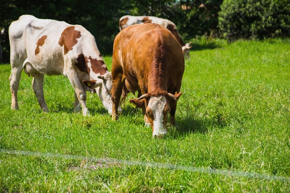 33 Best Cattle Breeds for Grass Fed Beef: Top Picks for Small Farms