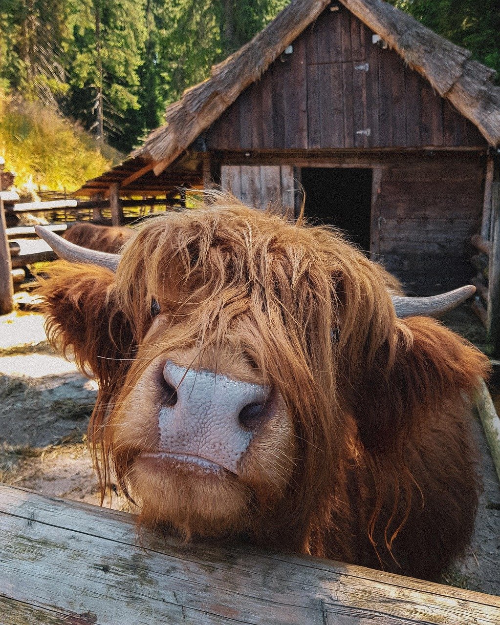 highland cow, head, farm, barn, cow, cattle, highland cattle, bull, nature, animal, mammal, beef, livestock, countryside, rural, closeup