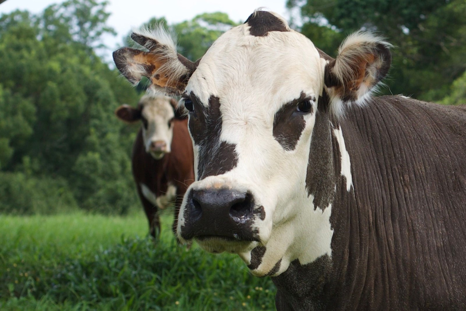 Two cows in a lush green pasture, with one cow in close-up, showcasing its distinctive markings.