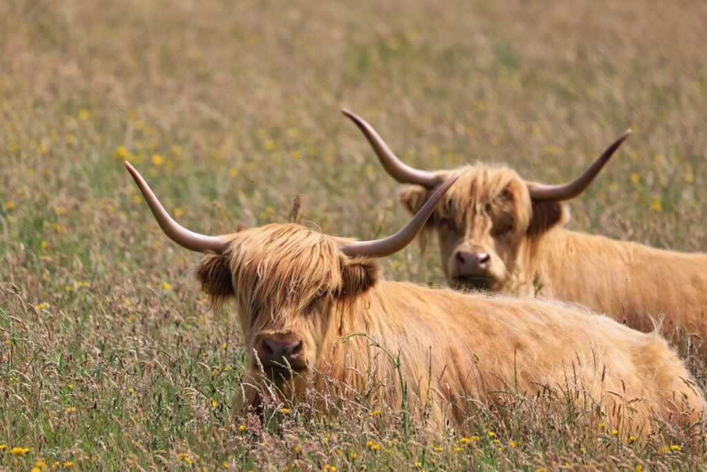 Two Highland cows with long horns resting in a vibrant meadow.