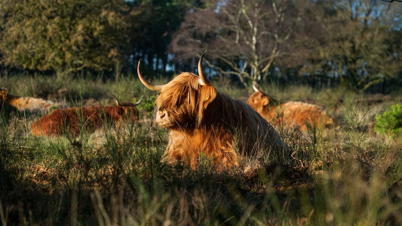 Highland cattle with long horns lounging in a grassy field under sunny skies.