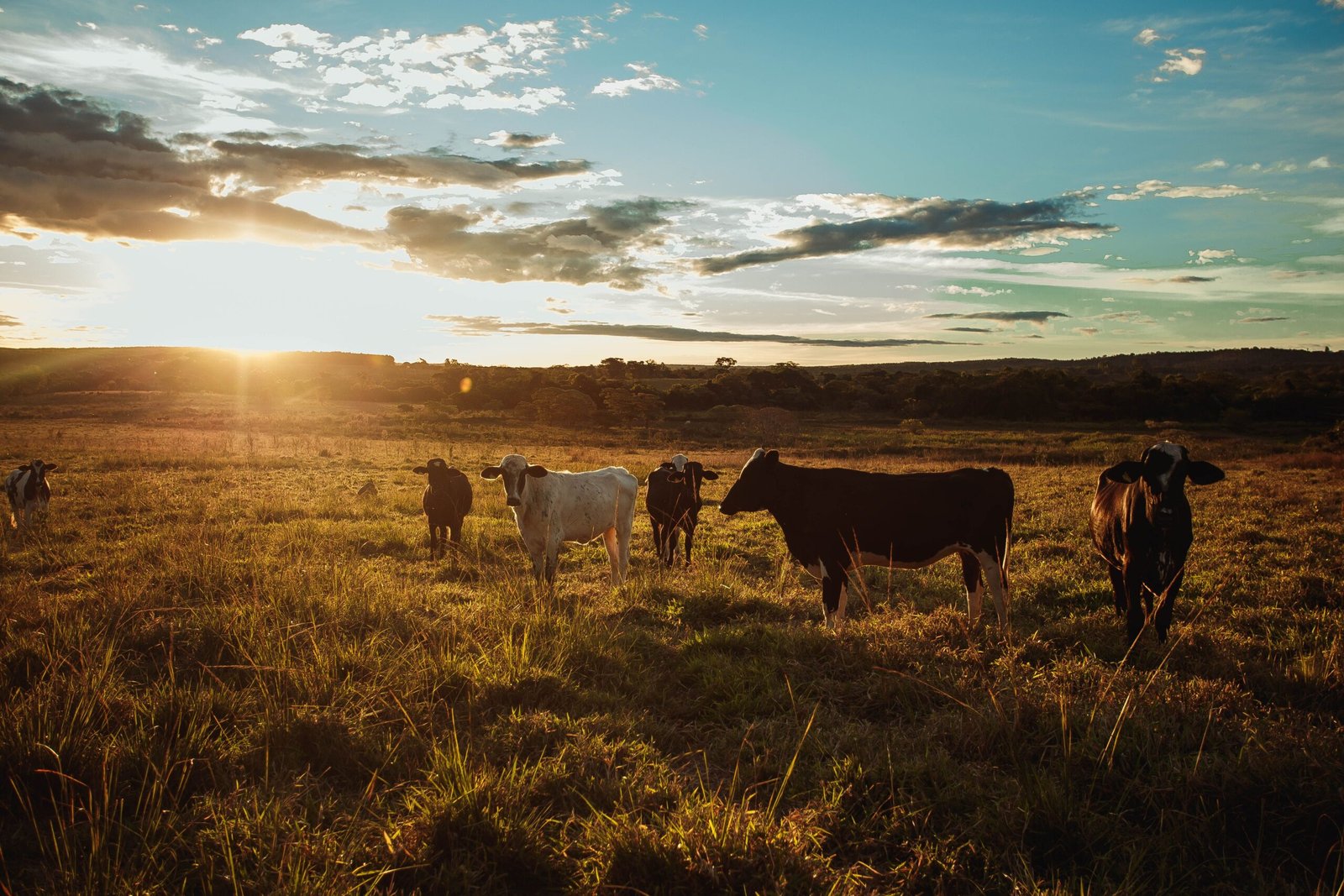 Herd of cows pasturing on green lawn against cloudy sky with sun setting behind mountains in summer evening in countryside
