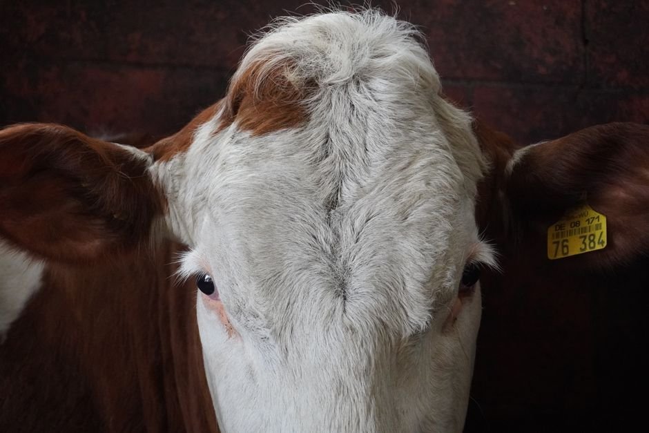 How to Read a Cattle Ear Tag: A Detailed Guide for Farmers and Ranchers How to Read a Cattle Ear Tag: A Detailed Guide for Farmers and Ranchers