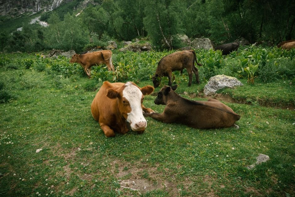 Cow vs Cattle: What Is the Difference? Cow vs Cattle: What Is the Difference?