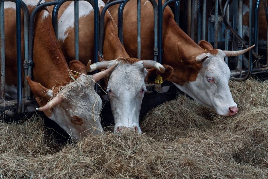 34. Round Bale Feeder: Which Type Wastes the Least Hay and Saves You Money?