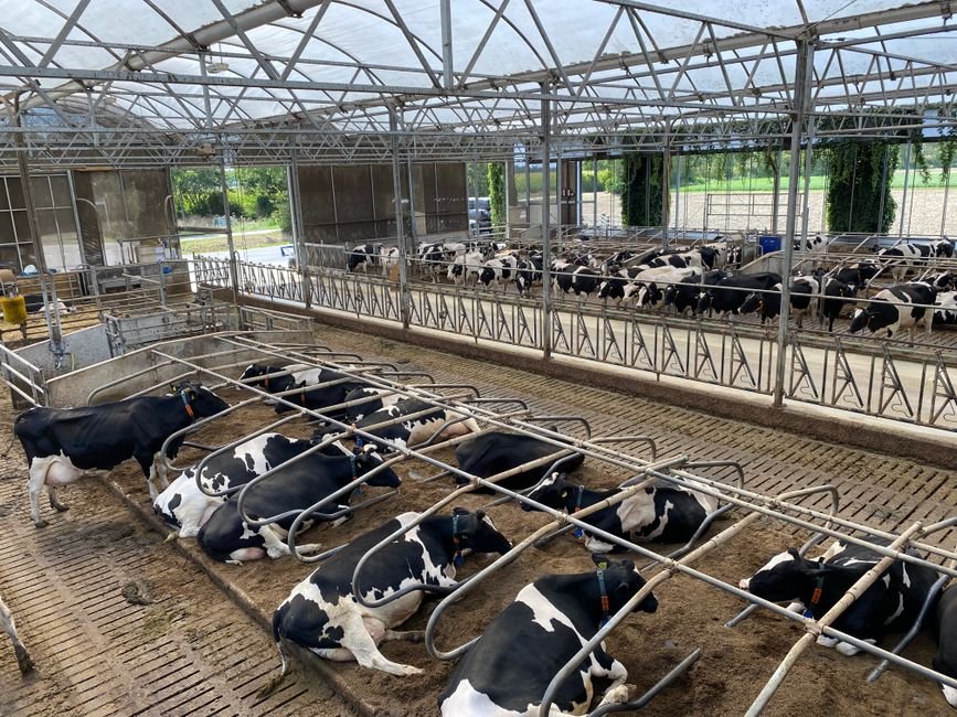 Mastering the Basics of Cow Handling: Strategies for Safety and Efficiency