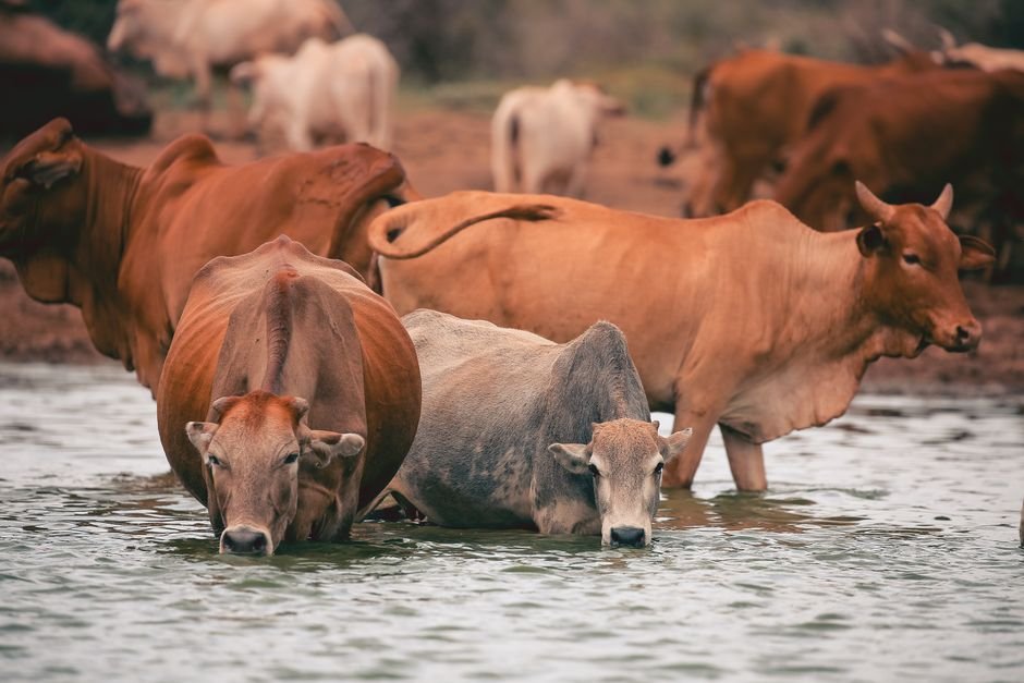 How Much Water Does a Cow Drink Per Day? A Detailed Guide