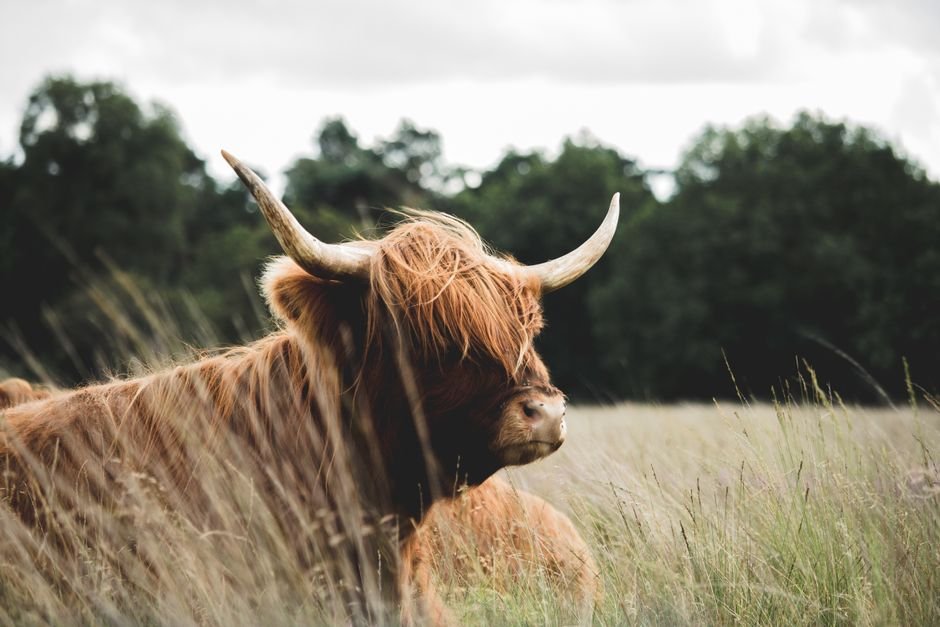 How Long Do Cows Live on a Farm? Understanding Lifespan and Factors Affecting It