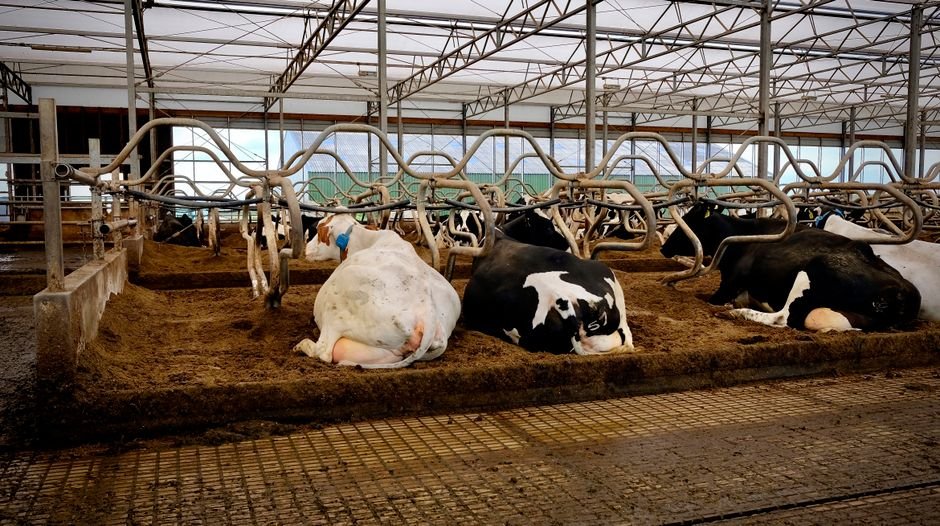 How Much Shelter Does a Cow Need? A Detailed Guide for Optimal Cow Housing
