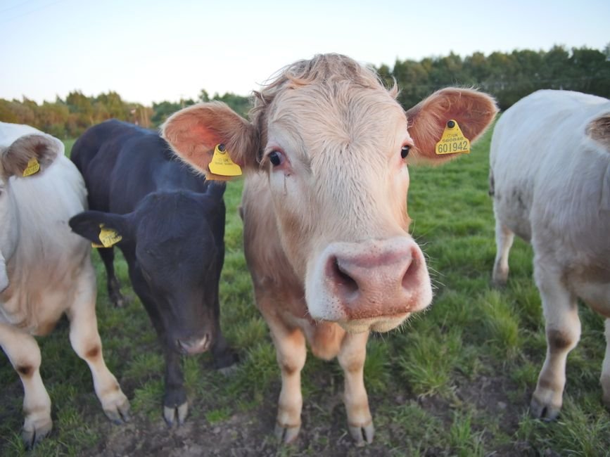 What Do Cattle Need Every Day? Essential Daily Care for Healthy Herds