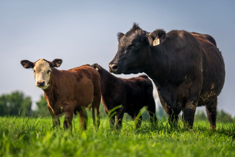 Beginner Basics for Cattle: A Practical Guide to Starting Your Herd
