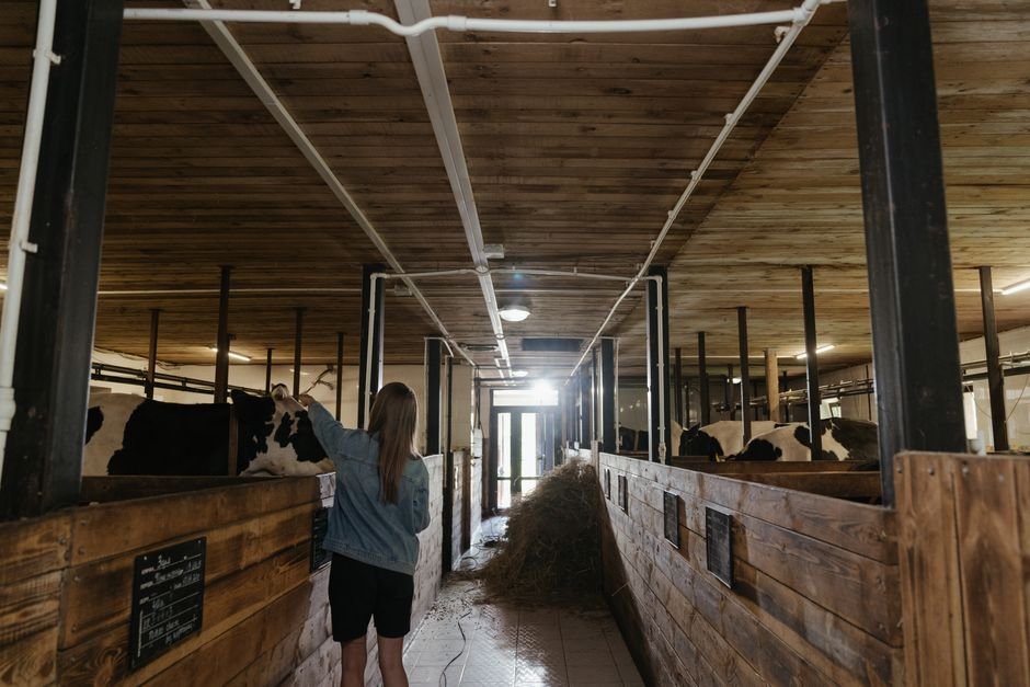 Avoiding Common Mistakes When Starting with Cows: A Beginner’s Guide