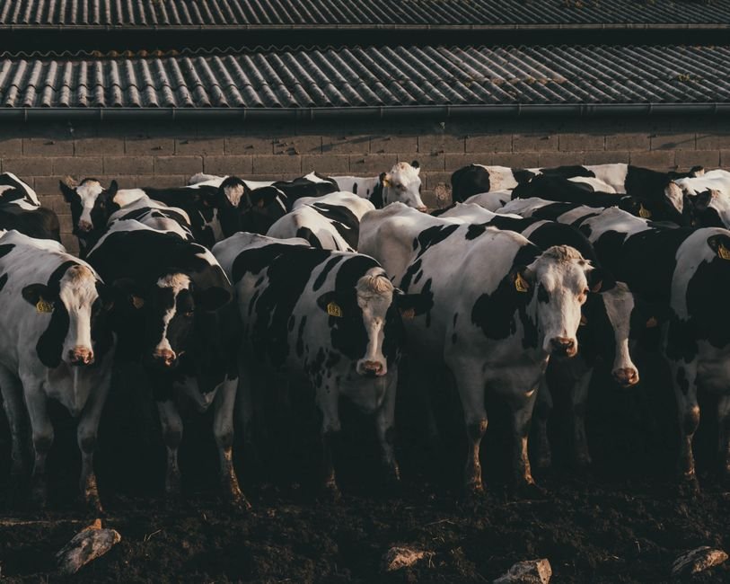 How to Choose the Right Cow Breed for Beginner Basics