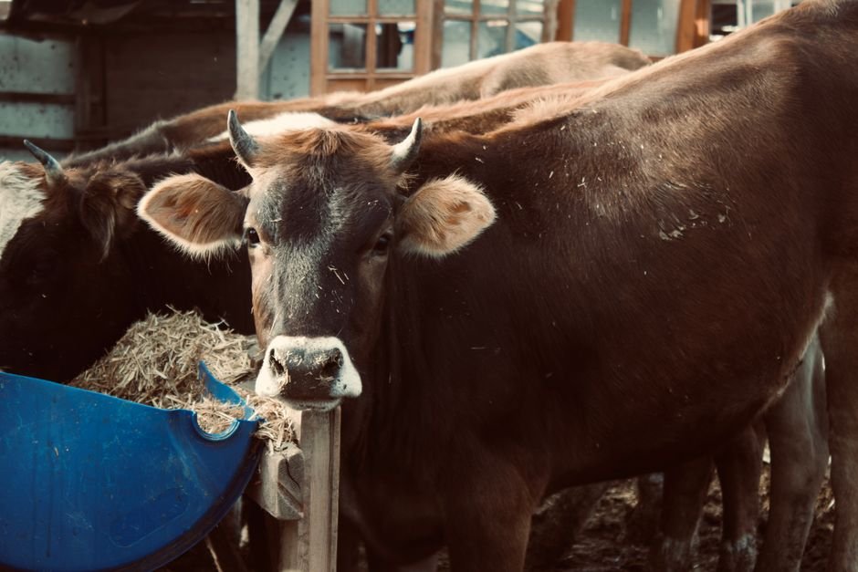 What Are the Benefits of Beginner Basics in Cattle Farming?