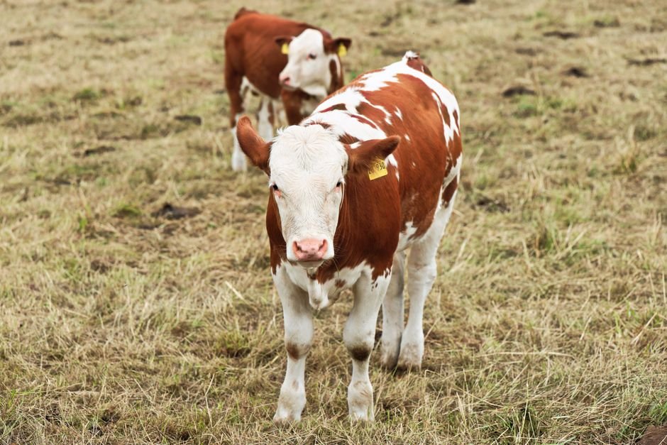 How to Start a Small Cow Herd: A Practical Guide for Beginners How to Start a Small Cow Herd: A Practical Guide for Beginners