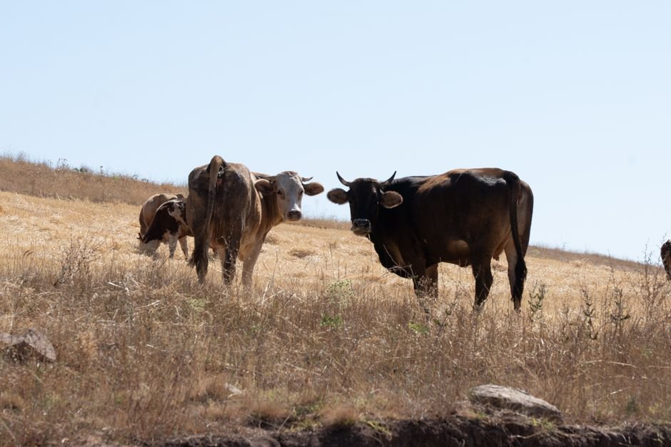 Avoiding Pitfalls: The Most Common Mistakes When Starting a Small Cow Herd
