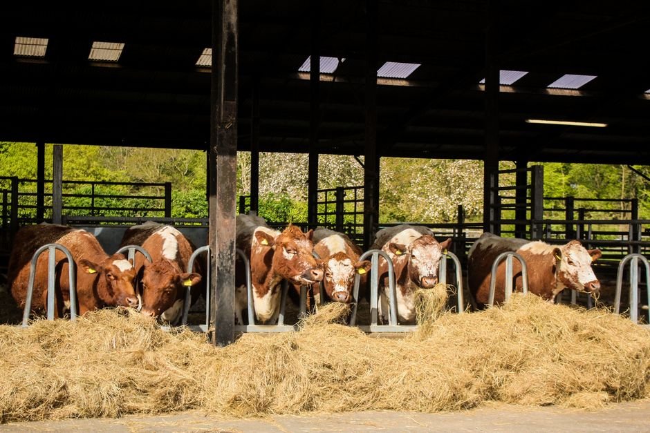 Effective Cattle Housing and Shelter: A Comprehensive Guide for Optimal Herd Health