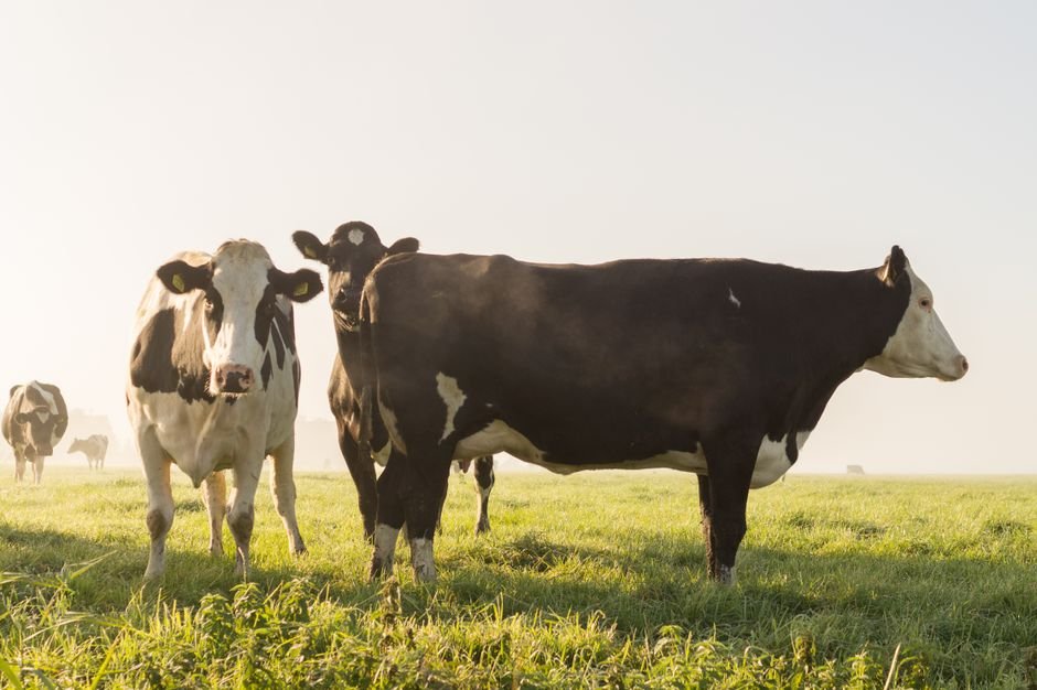 Understanding Total Mixed Ration (TMR) for Dairy Cows: A Complete Guide