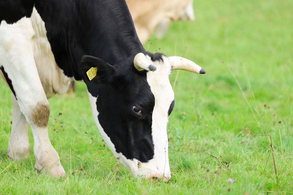 The Ultimate Cattle Farm Checklist for Land and Acreage Management