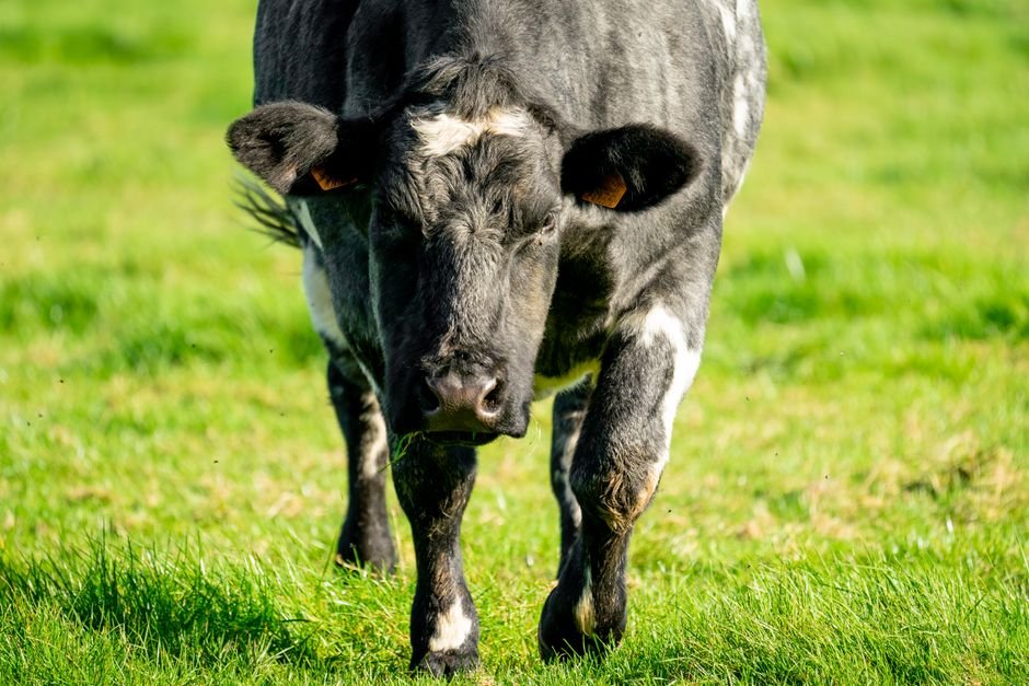 Avoiding Common Mistakes When Buying and Managing Land and Acreage for Cattle