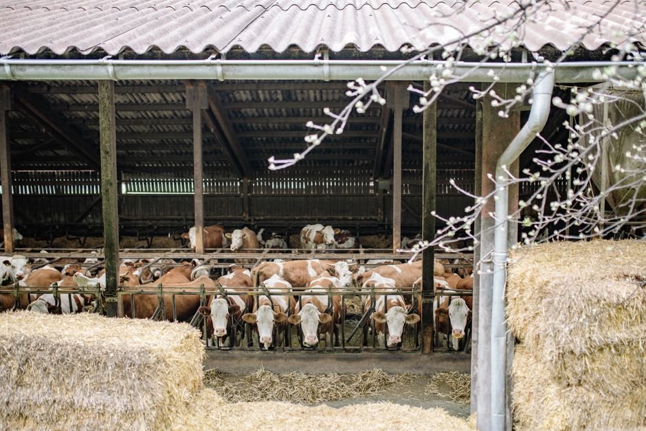 How Much Does Housing and Shelter Cost for a Small Cattle Farm?