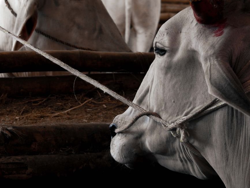 Unlocking the Benefits of Handling Basics in Cattle Management