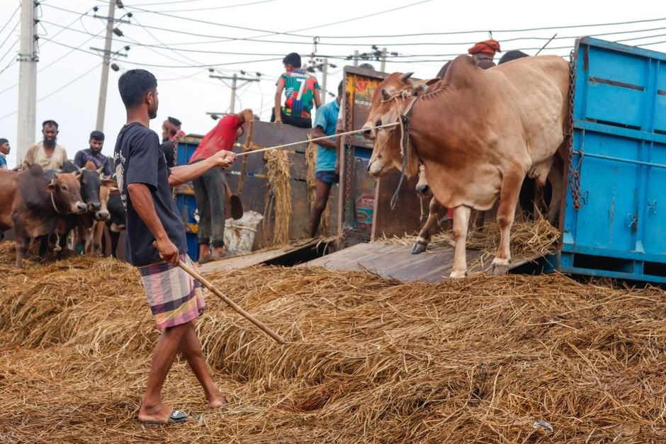 How to Choose the Right Option for Handling Basics with Cows: A Practical Guide How to Choose the Right Option for Handling Basics with Cows: A Practical Guide