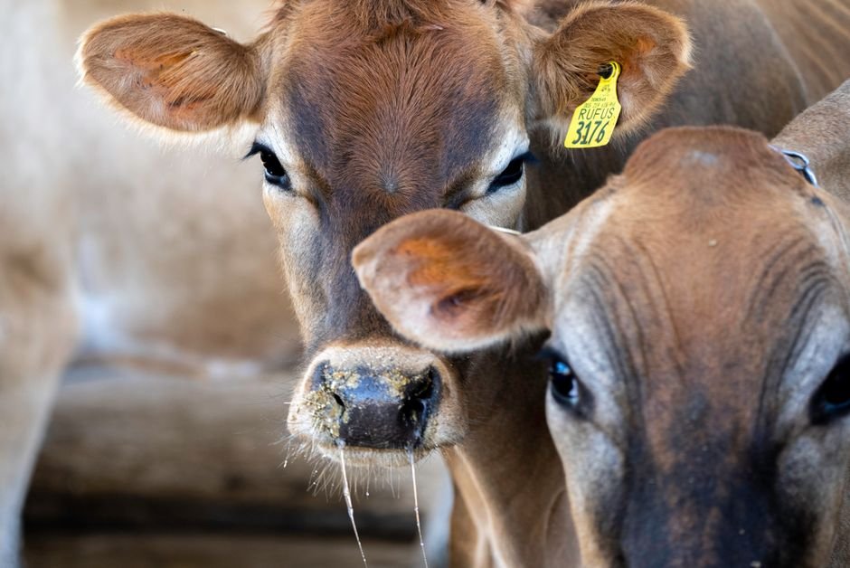 What Equipment Do You Need for Studying and Monitoring Cow Behavior?