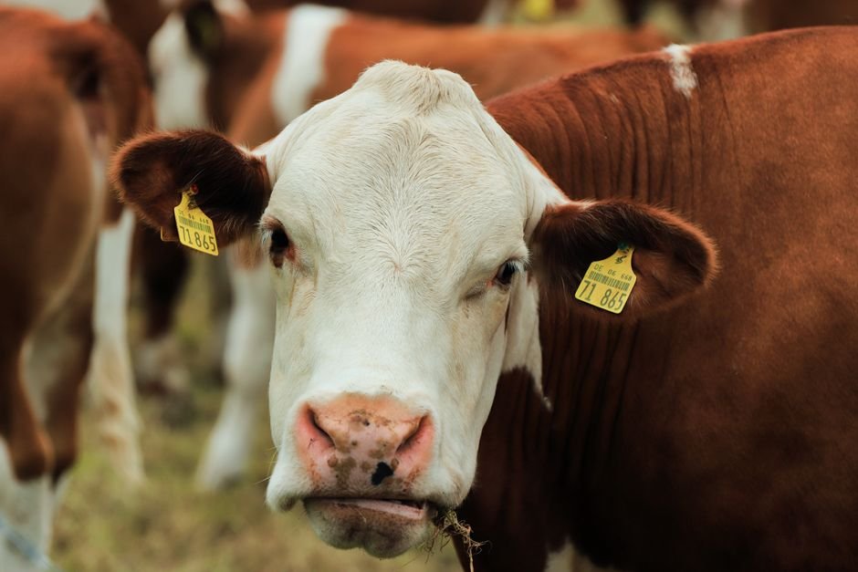 What Are the Most Common Mistakes with Cow Behavior?